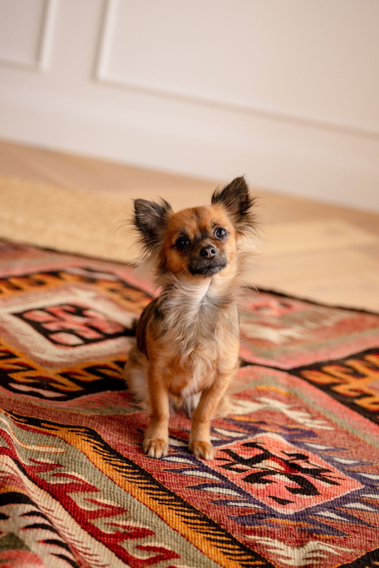 Small dog sitting on a patterned turkish kilim rug with a neutral wall background